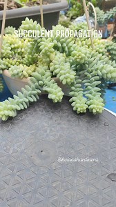 Let's propagate sedum Morganianum Donkey's Tail like a pro ..... #bikolanahardinera #plantsmakepeoplehappy #succulents #sedummorganianum #sedum #propagation #succulentcollection #plantas | Bikolanahardinera