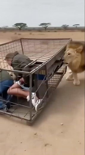 Lions Bite the Safari Cage and Drag It Away… Tourists Scream Inside 😱
