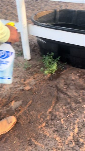 Effective Bee and Wasp Killer Using Dawn Dish Soap - DIY Natural Pest Control