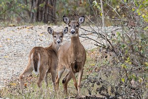 Hunters with disabilities blast new Michigan deer hunting rules