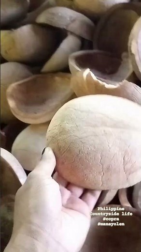 copra making process in a countryside #farmstory #simplelife #copra