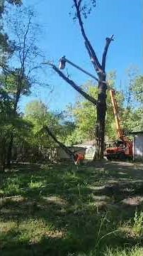 Professional Tree Removal Company