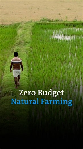 Farming in India often leads to debt, but zero budget farming is changing the game. In Tamil Nadu, a farmer is thriving by combining rice planting with fish farming—no credit or costly inputs needed. | DW Environment