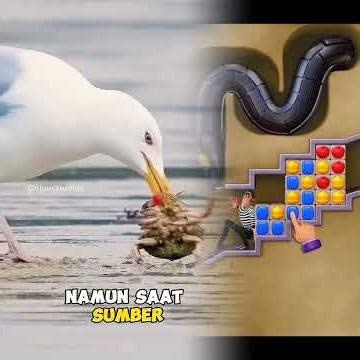 Seagulls eat whole rabbits