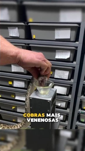 As COBRAS mais VENENOSAS do BRASIL 😳🐍 #curiosidades #shorts #natureza
