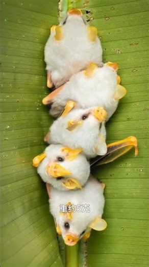 Honduran white bat #FantasticBeastsOnTikTok #AmazingAnimals #AnimalScience #Bat #HonduranWhiteBat