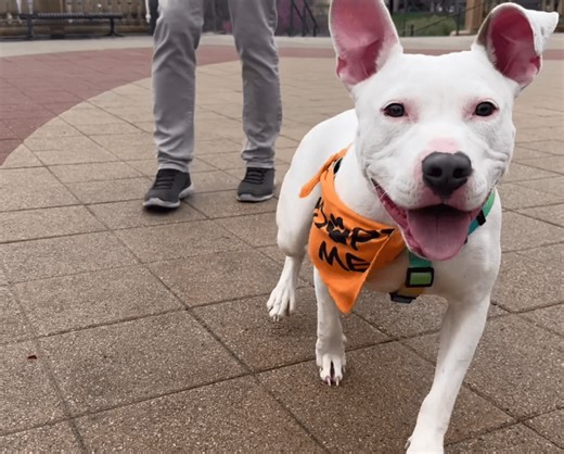 Activists urge Iowa Senate to vote on animal torture bill