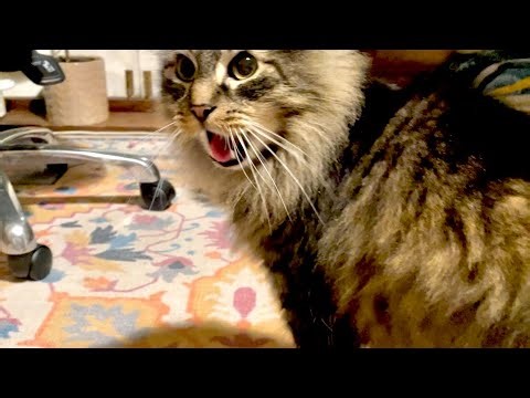 Was there a cat incident, Eric?