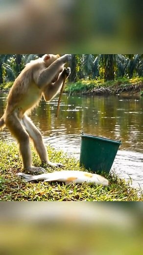 Monyet memancing dan memasak ikan 🐟 | Yon