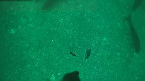 152K views · 156 reactions | The Invasion we have been warning about....