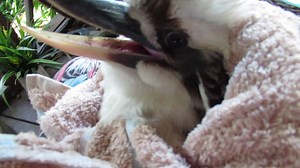 32K views · 3.5K reactions | That's a funny looking bat I hear you...