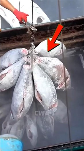 Lakdi Ya Machli? 99% Log Dhokha Kha Gaye! 😱 | Frozen Tuna #shorts