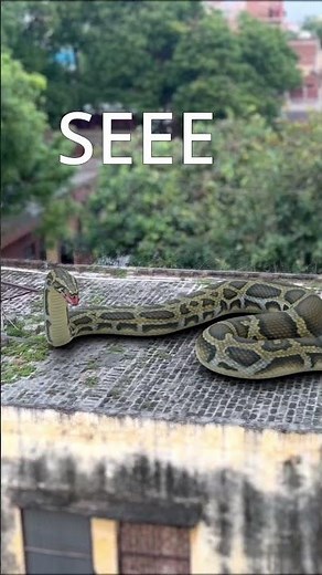 Anaconda Snake Attack 8 Part 3 #shorts #python #snakevideo #snakes #anaconda #snake