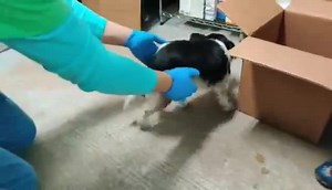21K views · 2.2K reactions | Senior papillon hit by car , left limping with bloody leg , dumped at shelter and now she’s circling .. End of DAY Deadline ! Please help us help Azalea  Time is of the essence and funds are so low . We must cover the cost of every dog we take in or we are not going to be able to help … Please DONATE  | Rescue Dogs Rock NYC | Facebook