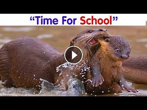 The Best Entries Into The Comedy Wildlife Photography #Video