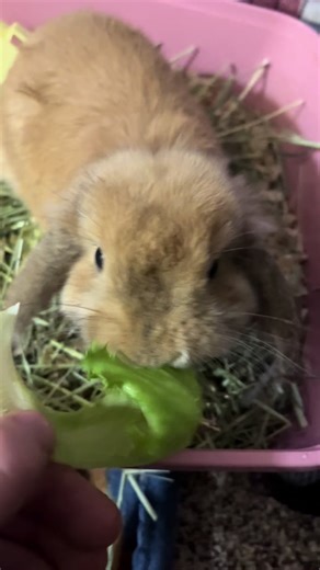 TikTok · thumper_daisy01