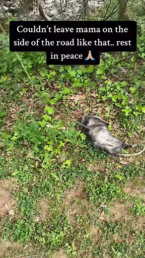 last year I saved some orphaned opossums who’s mom was unf... - 7488140119552331054_fix_001 #onthisday | VL. Mooke