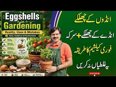 Eggshells in Gardening: Reality, Uses, Quick Calcium Method & Mistakes | Complete Guide