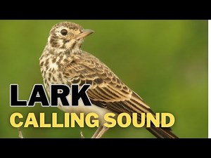 Lark Calling Sound