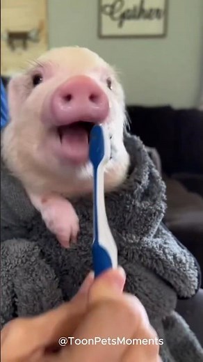 Adorable Baby Piglets Turn Into Cute Cartoons! 🐷✨ #cartoonpets #cartoonpets