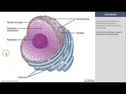 Histology: The cell nucleus for medical students