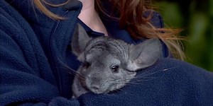 Mill Mountain Zoo talks monogamy in humans and animals