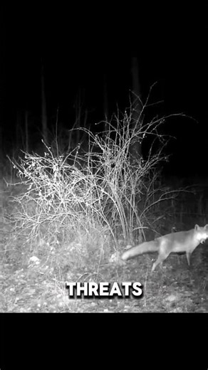 This Animal Will Haunt You