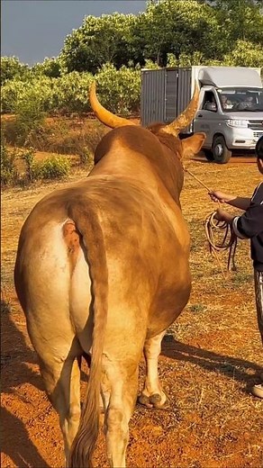 Thailand’s Most Brutal Cow Fight 😱 | Unbelievable Village Battle#cow #unique#cow lover #cowpalace