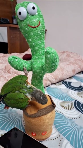 Puchhu's play time 🦜#shorts #shortsfeed #birds #parrot #trending #trendingshorts #shortsviral #pets