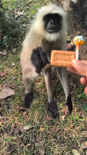 Feeding a Friendly Langur Monkey | Cute Wildlife Interaction in the Forest