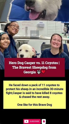 Hero Dog Casper vs. 11 Coyotes | The Bravest Sheepdog from Georgia 🐺❤️
