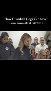 Farm sanctuary founder and Northern California resident Danielle Hanosh shared her experience and testimony at the California Fish and Game Commission meeting, showing how guardian dogs can be a game-changer for farm animal owners and wildlife alike. Danielle explains how guardian dogs can reduce conflict with wolves without lethal measures. We are honored to spotlight Danielle; founder of @blackberrycreek & @leap4animals. She is a passionate advocate for guardian dog rescue, and rescued her dog