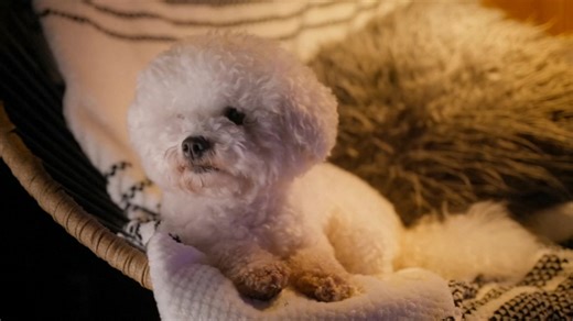 Quick Tip: Pet scam alert