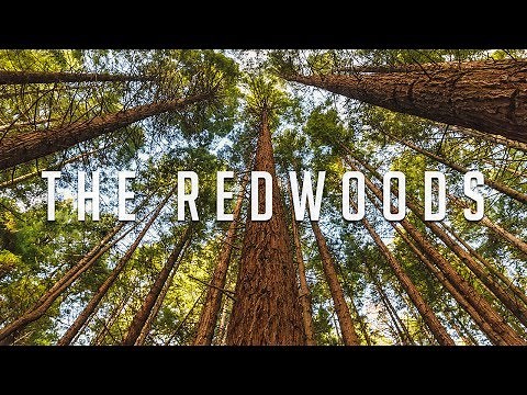 The Redwoods - Whakarewarewa Forest /// Rotorua, New Zealand