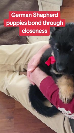 German Shepherd puppies don’t bond through excitement — they bond through calm connection. Quiet lap time helps regulate their nervous system and builds trust with their people. This is how confidence starts. Follow along for more German Shepherd tips, facts, and adventures with Jagger, Finn, and our newest team member, River.#GermanShepherd #ShepherdPuppy #PuppyBonding #DogBehavior #WorkingDog