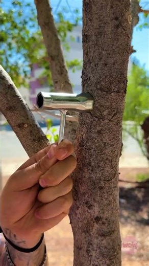 Can You Plant a Leaf on a Tree? 🌱