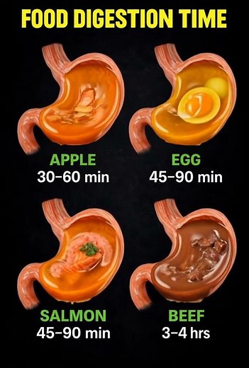 Food digestion time