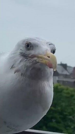 Catching a Fish By Hand... For My Pet Seagull