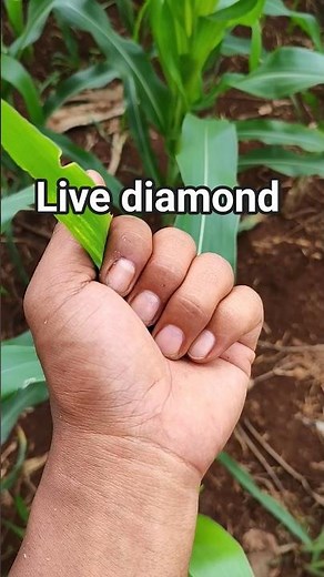 animal you rarely see #anyuniqueanimals #beetle #insects #wildlife #shorts