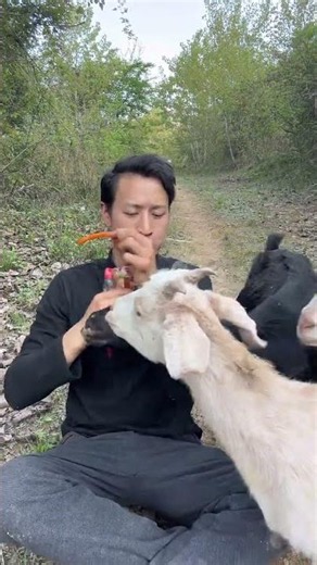 lovely Moment For Goats And Man.#viral #trending #viral #short #reels #reels #goat #beautifullgoats
