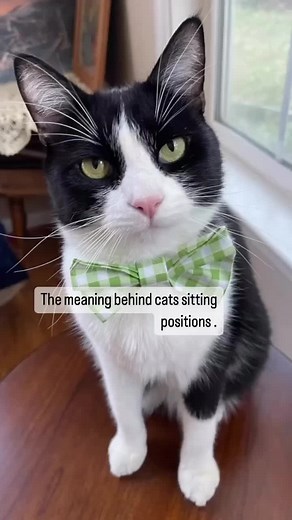 Understanding Cat Sitting Positions: What They Mean