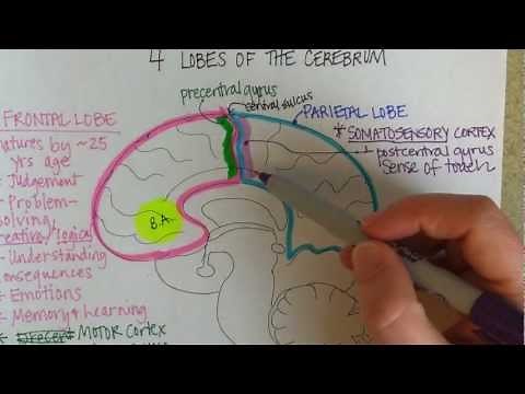 Lobes of the Cerebrum