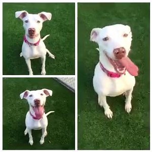 ***LAST CALL FOR LEILA!!!!!!!!!!!! LAST CALL!!!!!! EMAIL HAS BEEN SENT SHE WILL BE EUTHANIZED TOMORROW (4-15) Per today's Shelter notes: "Evaluation team met to review dogs record. Based on length of stay with no community interest, dog is cleared for dispo on 4/15." PLEASE REMEMBER THAT WE MUST RECEIVE NOTIFICATION BY 9:00AM TOMMORROW MORNING.” (RMT NOTE: if you can take this dog, please email rescuepets@hillsboroughcounty.org BY 9AM TOMORROW MORNING (4-15) and please CC rescuemetampa@yahoo.com