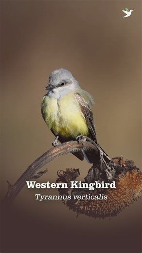 Our Bird of the Week, the Western Kingbird, can be found across a wide area of the western United States and southern Canada. This colorful counterpart of the Eastern Kingbird is a member of the tyrant flycatcher family, a huge group of birds found in the Western Hemisphere that includes species ranging from the fiery little Vermillion Flycatcher of the American southwest, and Central and South America to the Cock-tailed Tyrant, a resident of South American savannas. Although many bird species w