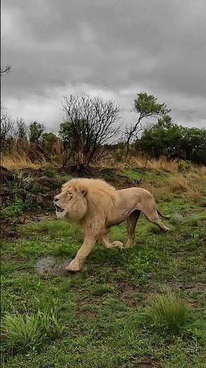 White Lions FIGHT and ROAR | The Lion Whisperer