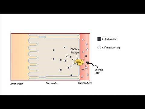 How does secondary active transport work?