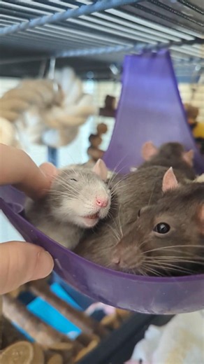 Happy rats bruxing and boggling :)