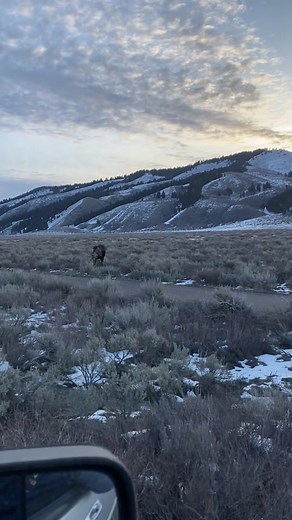 Up Close Encounter: Moose in Grand Teton & Yellowstone National Park