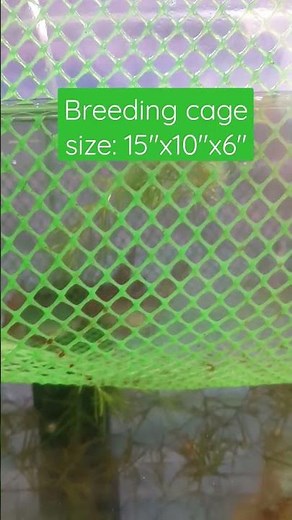 Breeding tiger barbs and green sumatra in aquarium with cage