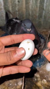 Pigeon hatching helped #hatching #pigeon | Hasan Pigeon Gopalganj
